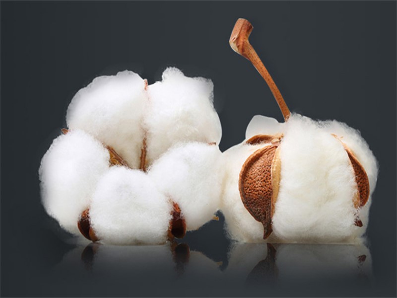Cotton fiber Cotton fiber
